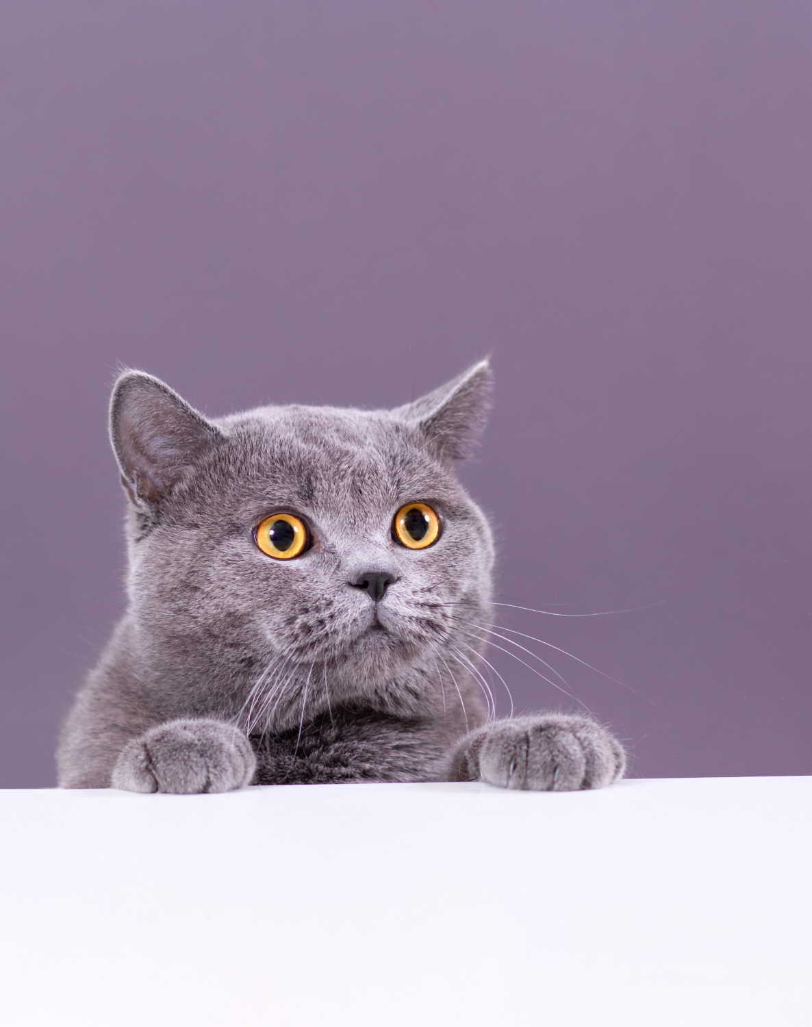 Jakie szczepienia powinien mieć kot brytyjski liliowy ?