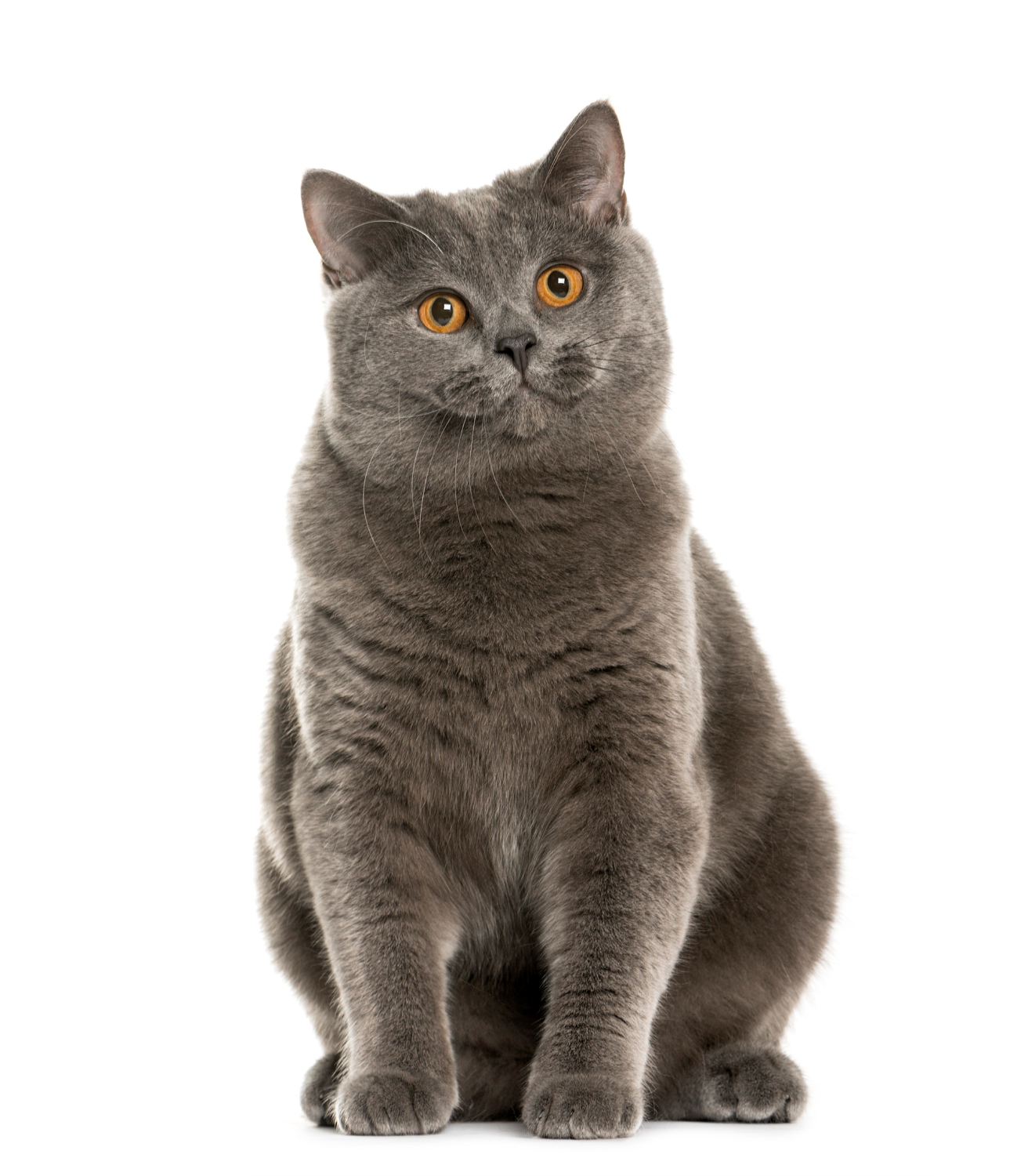 Ile powinien ważyć dorosły kot brytyjski?