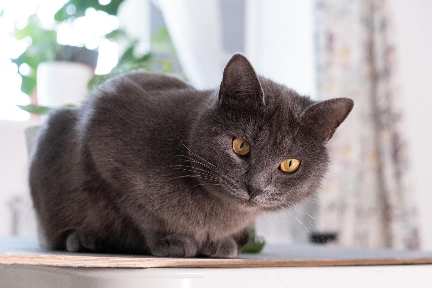Jak trenować kota brytyjskiego szarego?