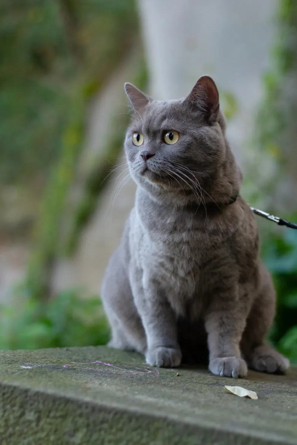Czy występuje kot brytyjski niebieski długowłosy?